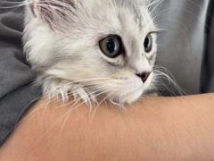 -瑞派福兴宠物医院犬猫全科·骨科·中西医结合(河东店)