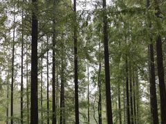 -黄海国家森林公园