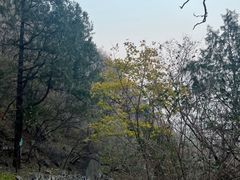 -北京鹫峰国家森林公园