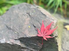 -秋霞圃