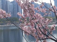 -新江湾城公园