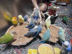 -吾叁·吉趣鸟咖(万科店)