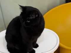 -有喵·猫咖·狗咖·40+猫狗有小奶狗(岗厦店)