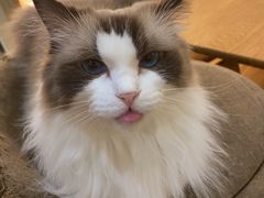 -滚猫咖啡·猫咖·猫友好撸猫(未来城店)