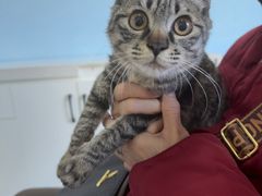 -瑞派福兴宠物医院犬猫全科·骨科·中西医结合(河东店)