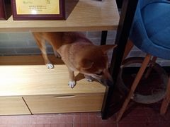 -柴犬高等学院·狗咖·柴犬售卖·宠物训练