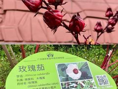 -广州神农草堂中医药博物馆