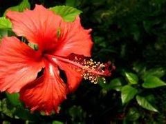 -北京东方普罗旺斯薰衣草庄园