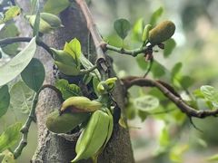 -北京植物园-展览温室
