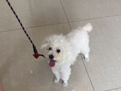 -瑞派福兴宠物医院犬猫全科·骨科·中西医结合(河东店)