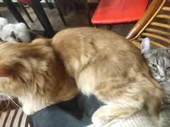 -蓝鲸·缅因猫舍