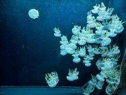 -Zoolung Zoolung动物主题公园(海信广场店)