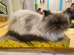 -猫小院猫主题咖啡厅(北锣店)