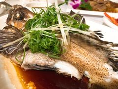 清蒸石斑-强记海鲜·大排档(蛇口新街店)