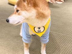 -逗柴咖啡屋·狗咖猫咖宠物桌游