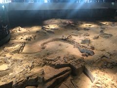 -自贡恐龙博物馆