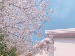 -西湖外事游船(花港观鱼码头)