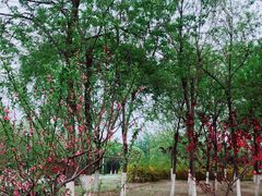 -永定河休闲森林公园