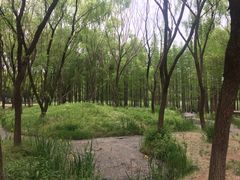 -昆山城市生态森林公园