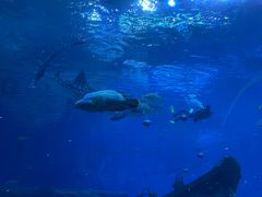 -珠海长隆海洋王国