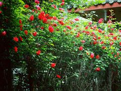 -白鹭湾湿地公园