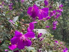 -广州白江湖森林公园