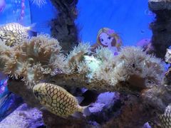 -烟台海昌鲸鲨海洋公园