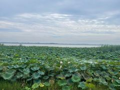 -七的湖·晚芳亭·阳澄湖农家菜·大闸蟹(莲花岛店)