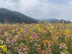 -径山花海