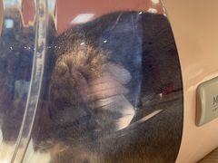 -宠颐生汉谟拉比宠物医院