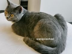 -米宠家·撸猫猫咖小萌宠·猫咪洗澡·猫咪寄养(高新大都荟店)