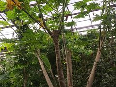 -呀路古热带植物园
