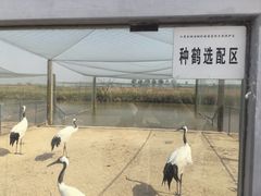 -盐城丹顶鹤湿地生态旅游区