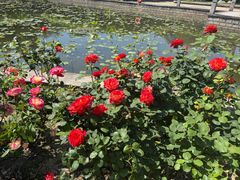 -嘉定紫藤园