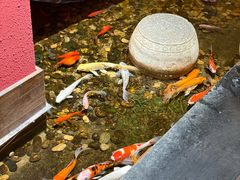 -颐和•海鲜砂锅粥•啫啫煲(奥林匹克广场店)