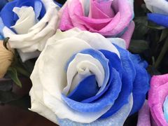 -荷兰花海