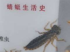 -上海昆虫博物馆