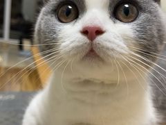 -爱侣宠医·鹦鹉专科·小型哺乳类·异宠专科(灵石路店)