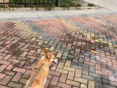 -伟伟宠物医院·CT影像中心·瑞派犬猫综合性门诊(汉口总院)