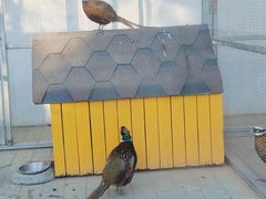 -北京市海淀外国语实验学校