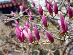 -西安华清御汤酒店