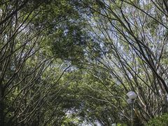-深圳龙潭公园