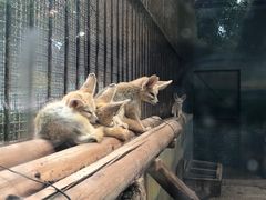 -昆明动物园