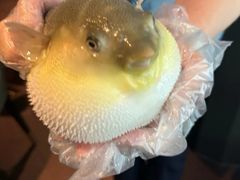-肆月河豚·淮扬菜·湘菜(华天店)
