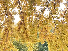 -三里屯东五街银杏大道