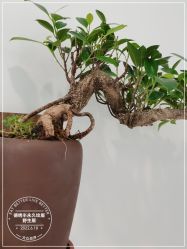 -德绣·机器野生眉发际线·美瞳线半永久