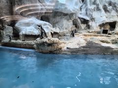 -帝企鹅自助餐厅•儿童岛•真企鹅(长隆企鹅酒店)