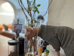 -有猫主题·治愈系猫咖(曾厝垵店)