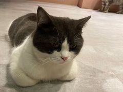 -猫儿山۰猫主题餐厅