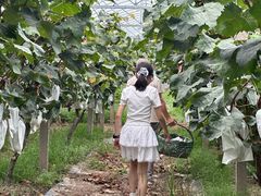 -马陆小张葡萄园农家乐